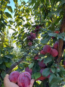 Santa Rosa Erik Fidanı