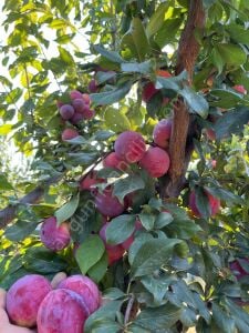 Santa Rosa Erik Fidanı