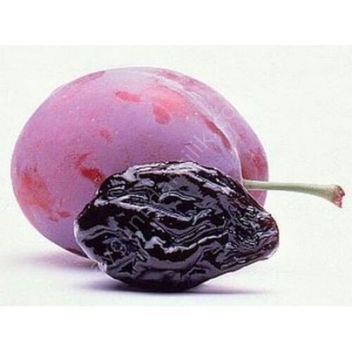 Üryani Erik Fidanı