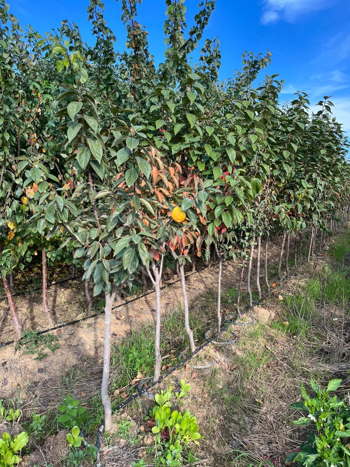 Yetişkin Fuyu Trabzon Hurma Fidanı