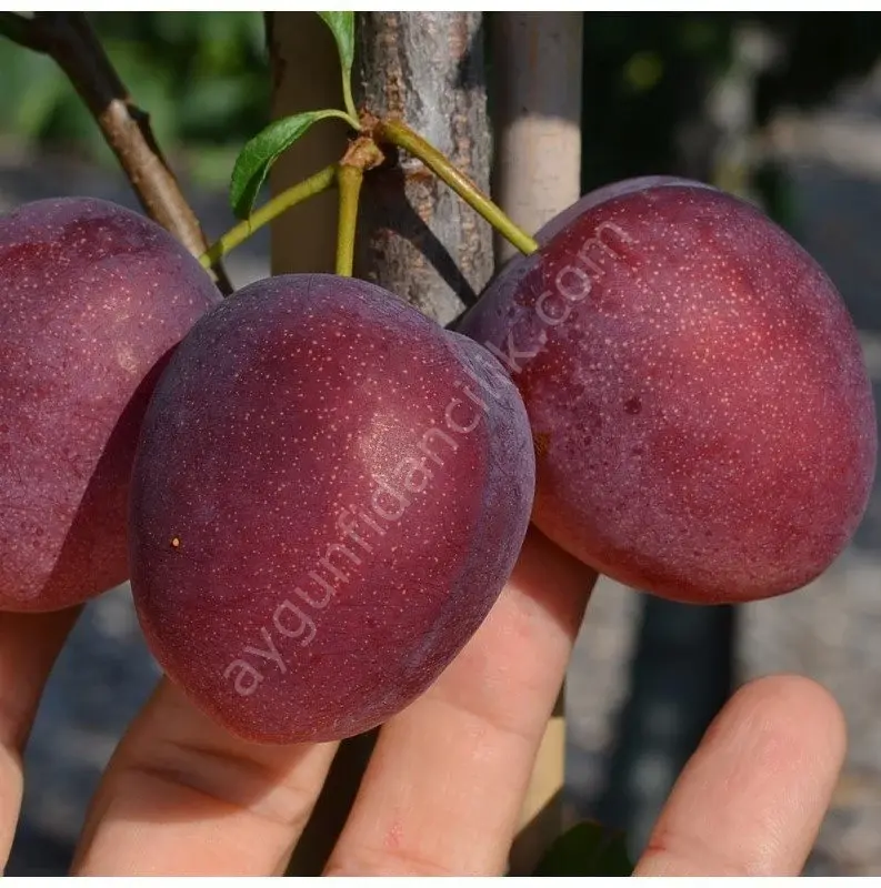 Natasha Erik Fidanı