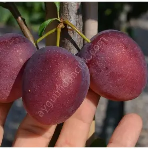 Natasha Erik Fidanı