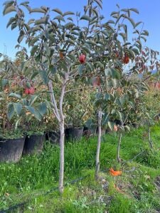 Yetişkin Hachiya Trabzon Hurma Fidanı
