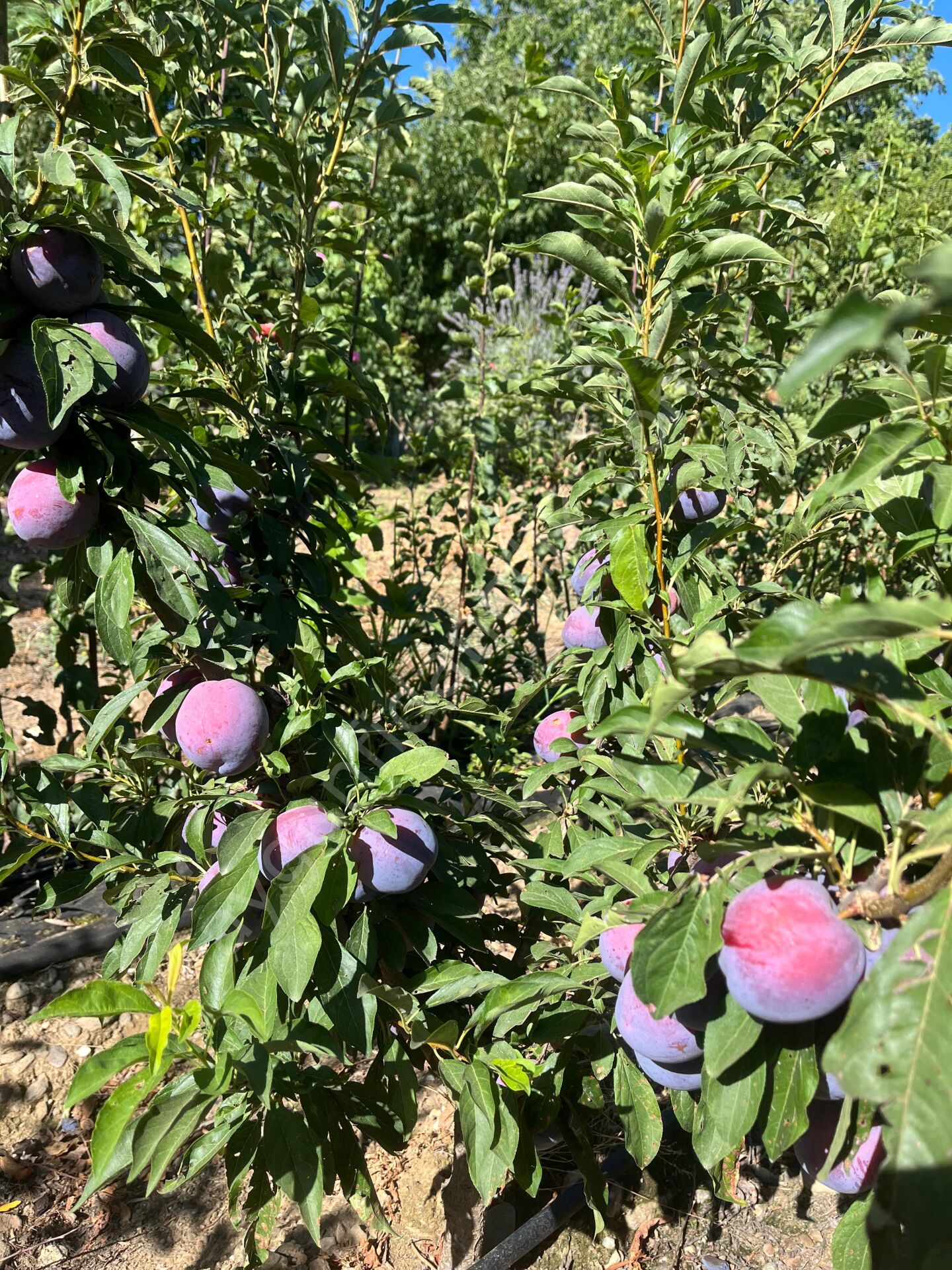 Show Time Erik Fidanı