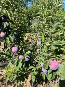 Show Time Erik Fidanı