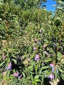 Show Time Erik Fidanı