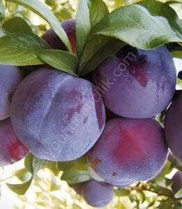 Early Heart Erik Fidanı