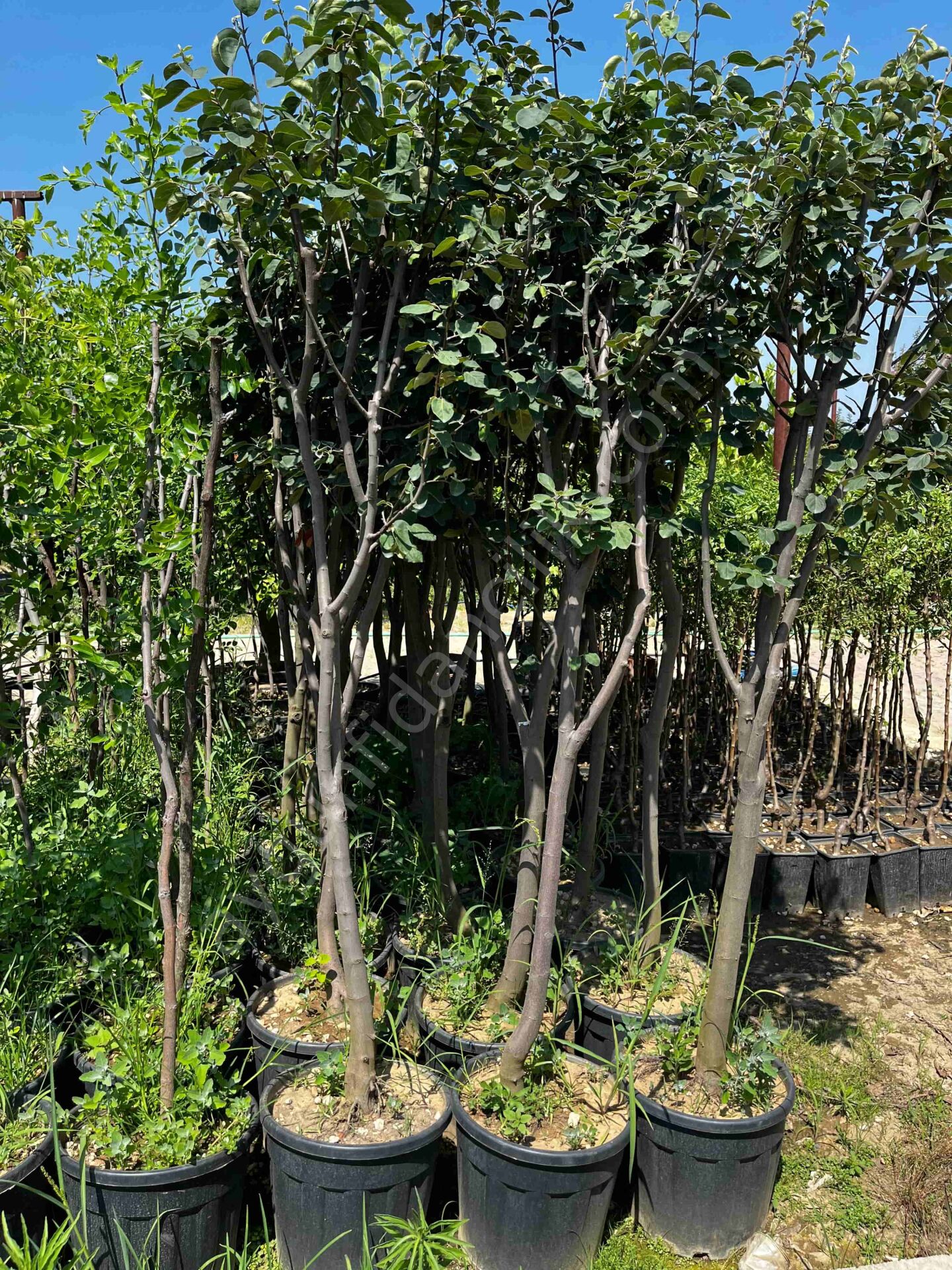 Yetişkin Ekmek Ayva Fidanı