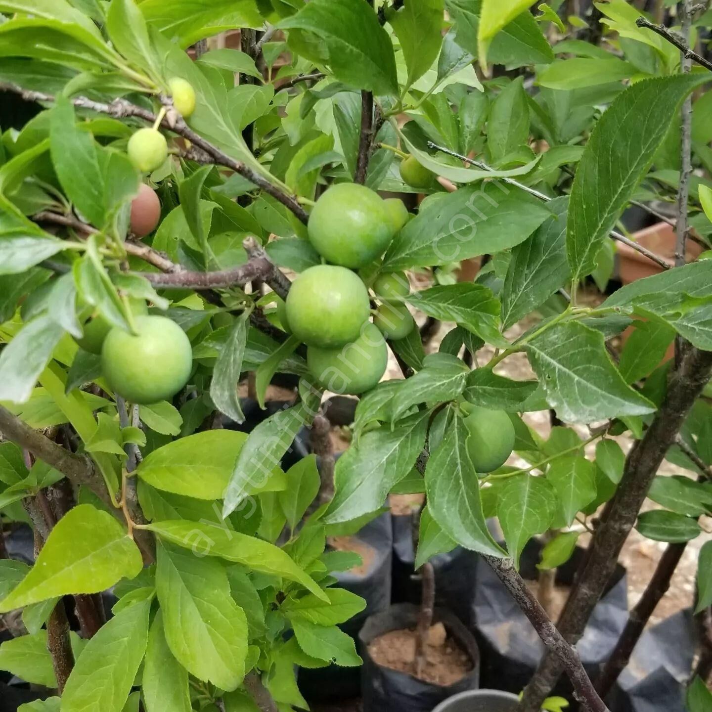 Kara Papaz Erik Fidanı