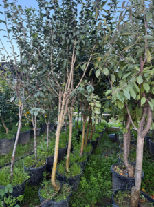 Yetişkin Muşmula (Döngel) Fidanı