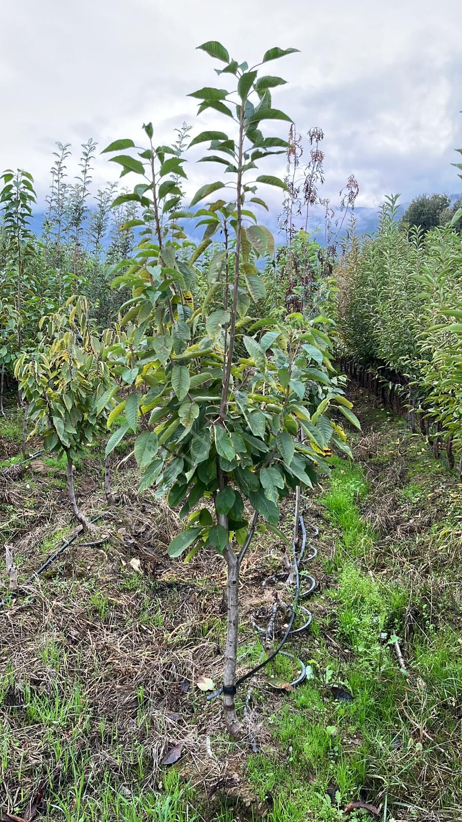 Yetişkin Salihli Kiraz Fidanı