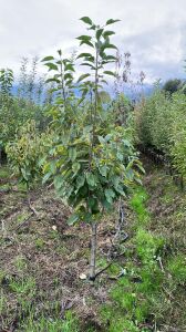 Yetişkin Salihli Kiraz Fidanı