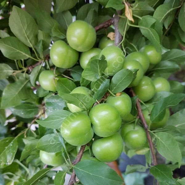 Ağustos Gölcük Erik Fidanı