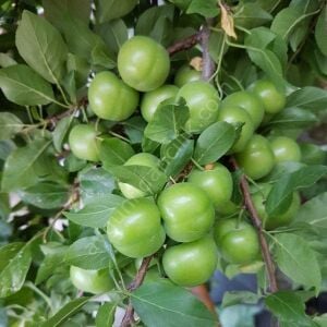 Ağustos Gölcük Erik Fidanı