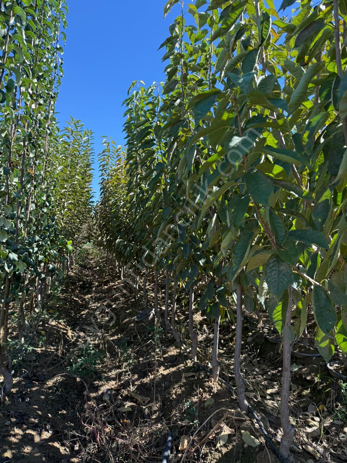 Yetişkin Carmen Kiraz Fidanı