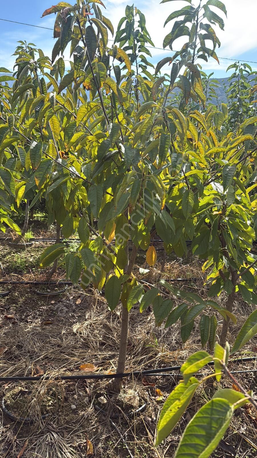 Yetişkin Early Lory Kiraz Fidanı