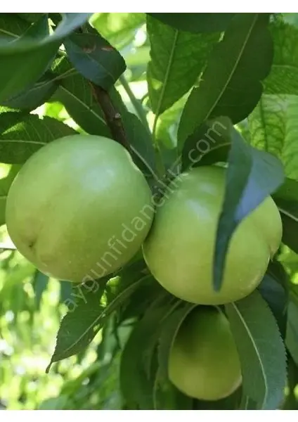 Bekiroğlu Erik Fidanı