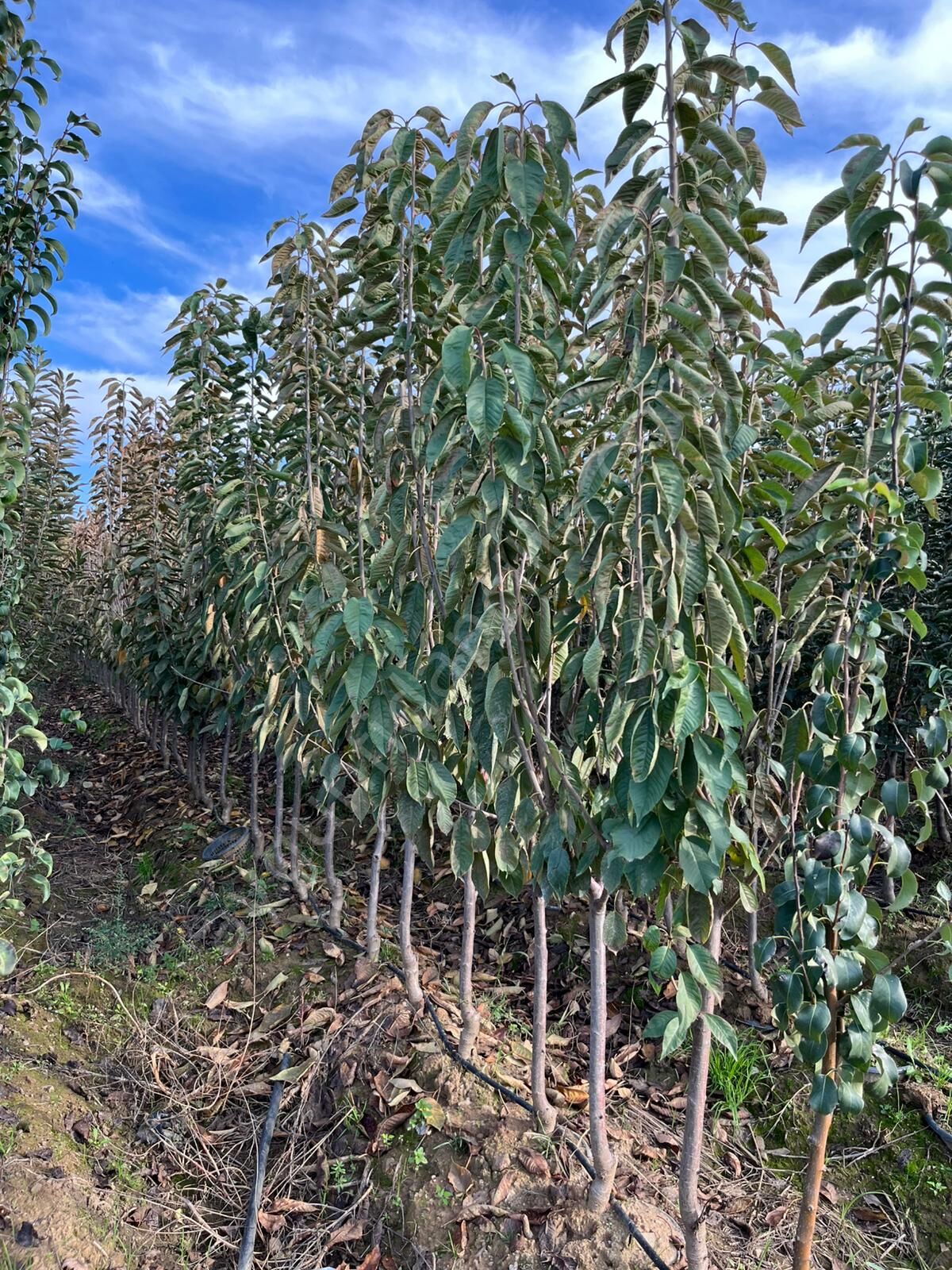 Yetişkin Nort Wonder Kiraz Fidanı