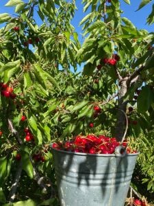 Ziraat 0900 Kiraz Fidanı