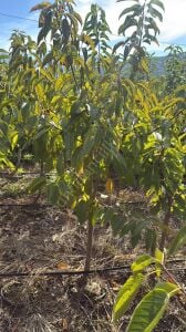 Yetişkin Lambert Kiraz Fidanı