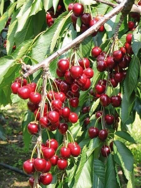 Lambert Kiraz Fidanı