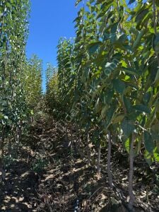 Yetişkin Ziraat 0900 Kiraz Fidanı