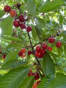 Nort Wonder Kiraz Fidanı