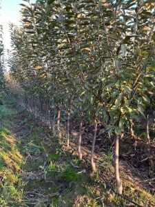 Yetişkin Afyon Vişne Fidanı