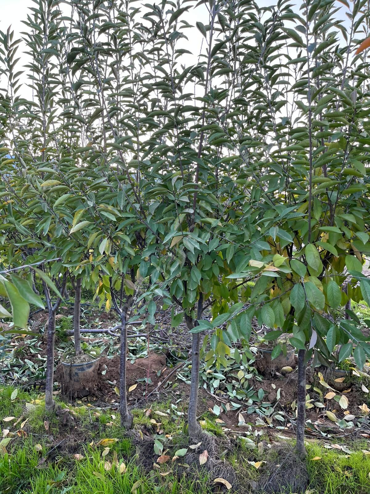 Yetişkin Kütahya Vişne Fidanı