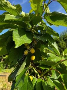 Starks Gold (Beyaz) Kiraz Fidanı