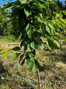 Starks Gold (Beyaz) Kiraz Fidanı