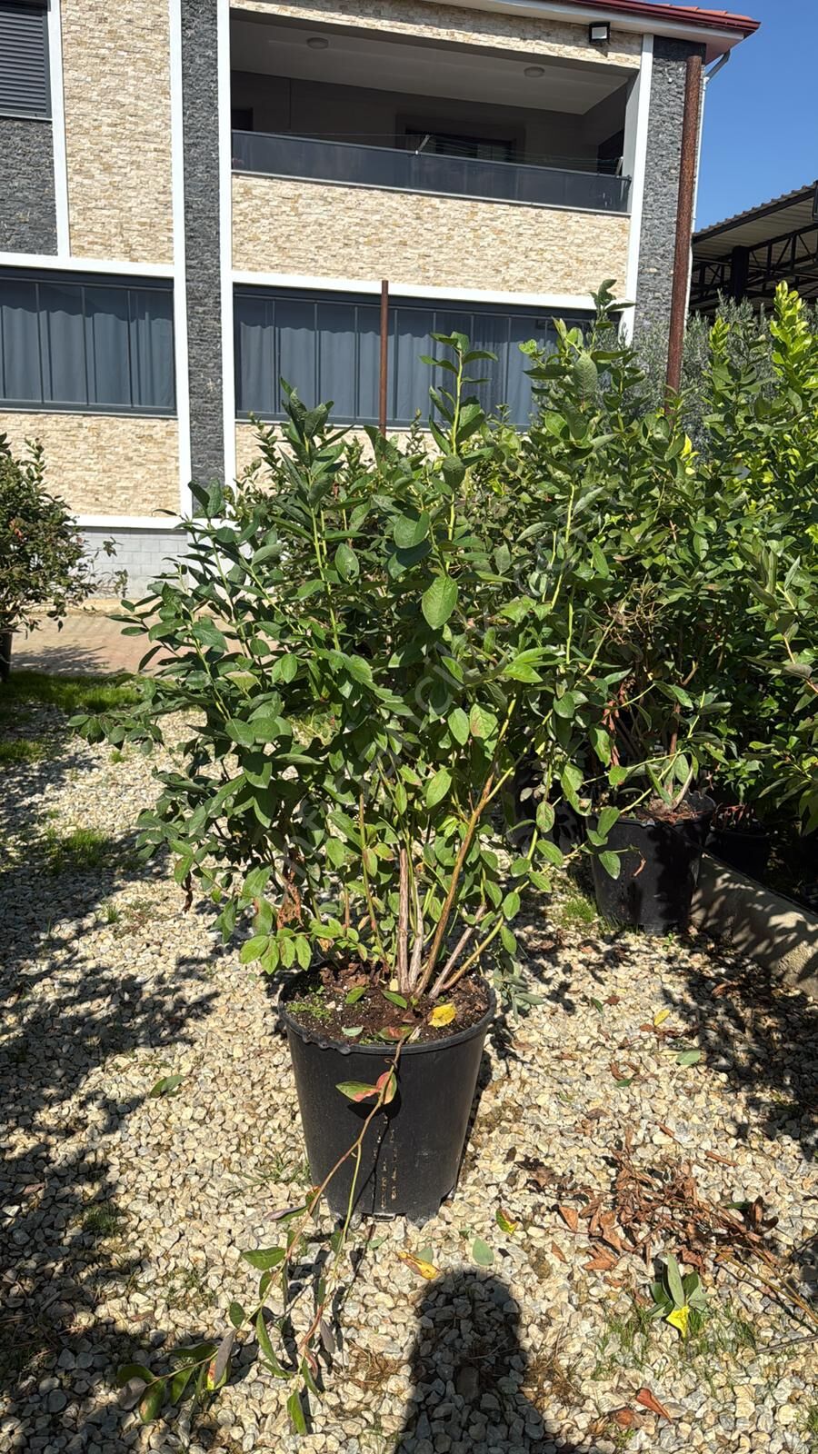 Yetişkin Yaban Mersini Blueberry Fidanı