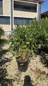 Yetişkin Yaban Mersini Blueberry Fidanı