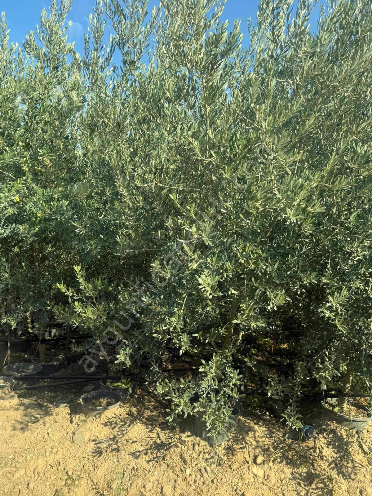 Yetişkin Gemlik (Trilye) Zeytin Fidanı