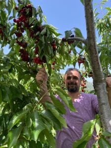 Early Lory Kiraz Fidanı