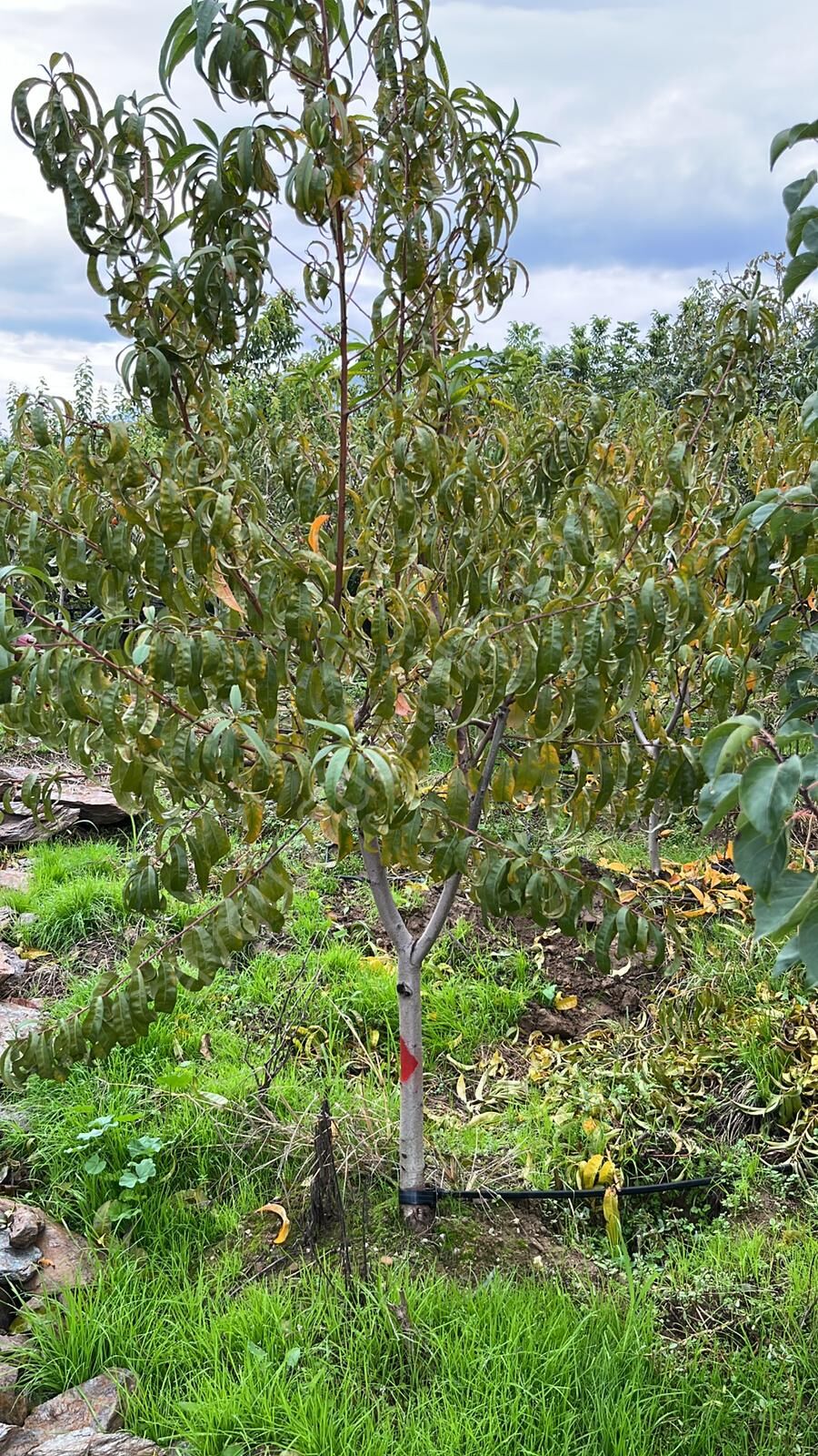 Yetişkin Venüs Nektarin Fidanı