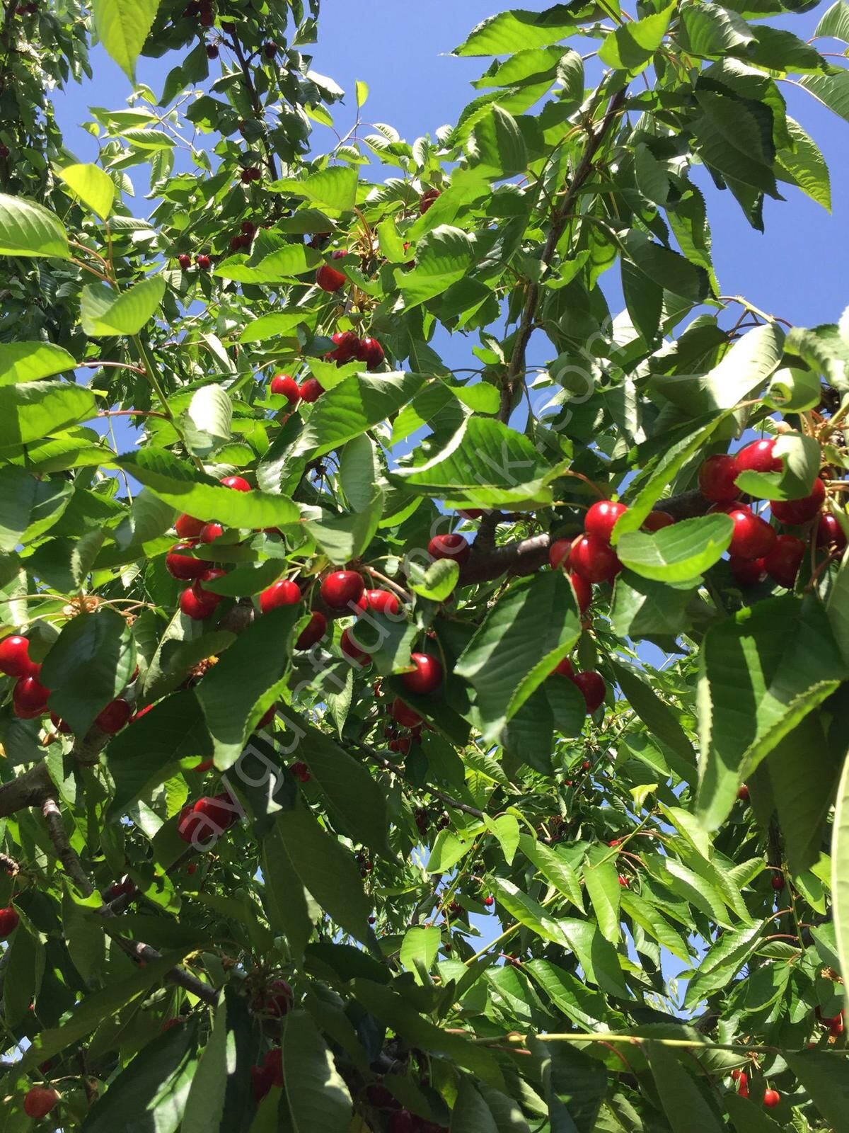 Sweet Heart Kiraz Fidanı