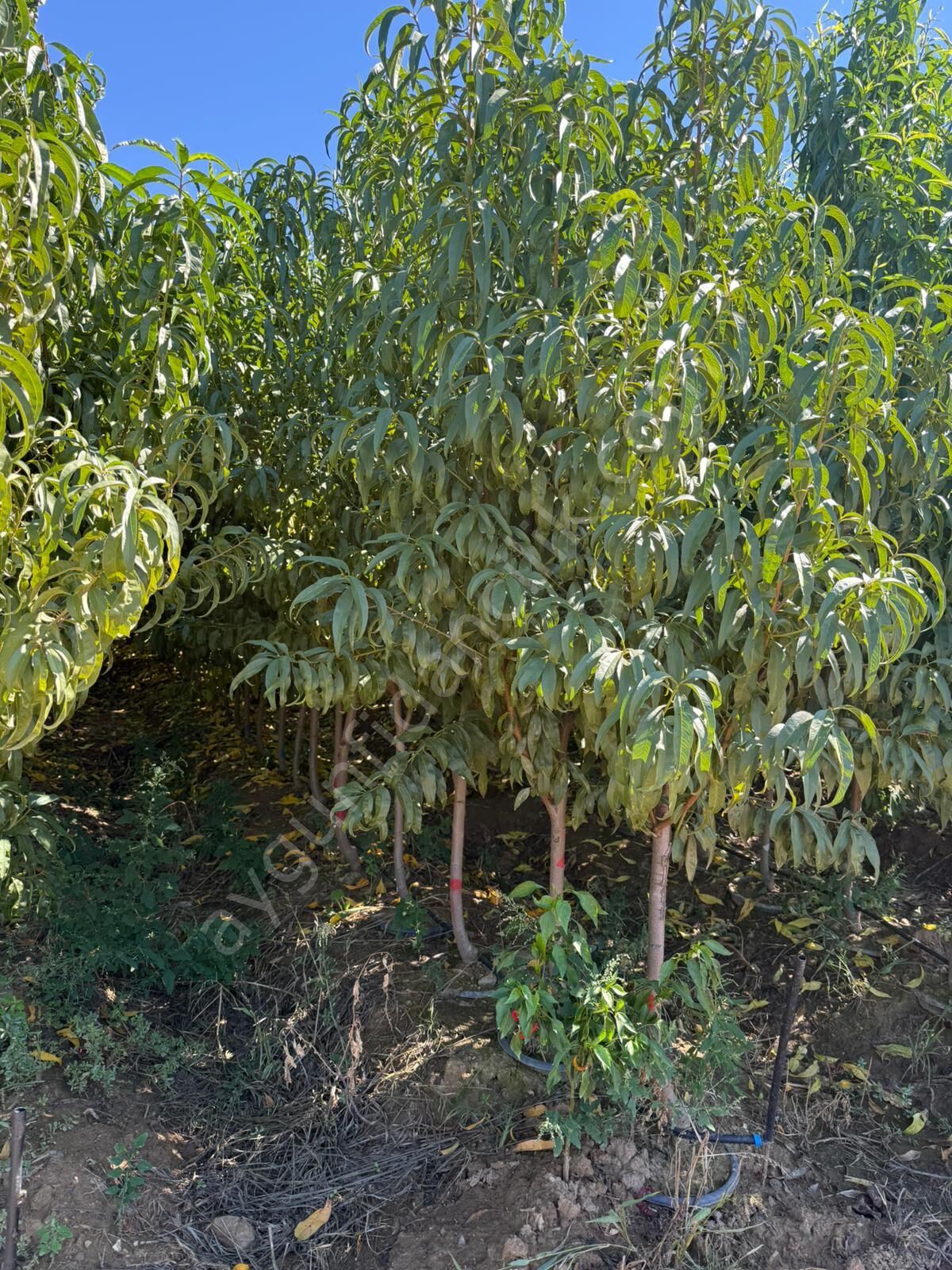 Yetişkin Bayramiç Beyazı (Çanakkale) Nektarin Fidanı