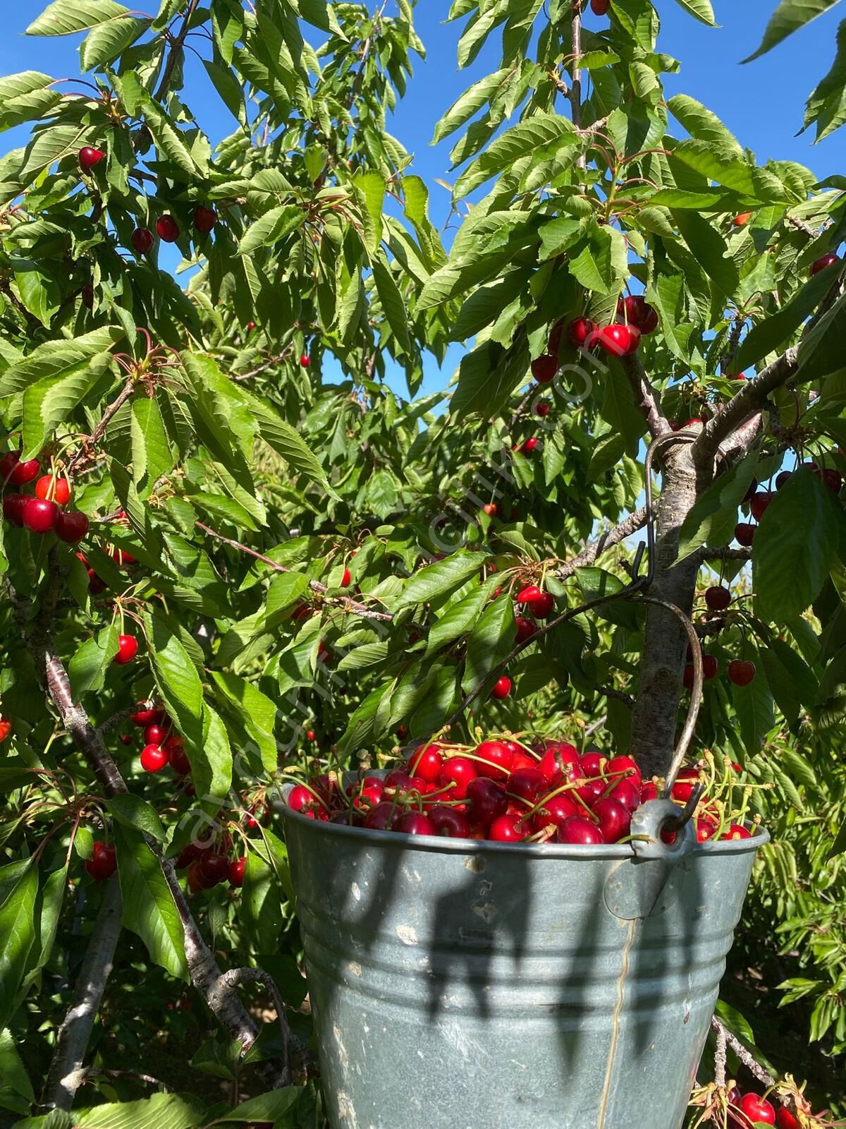 Carmen Kiraz Fidanı