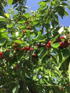 Kordia Kiraz Fidanı