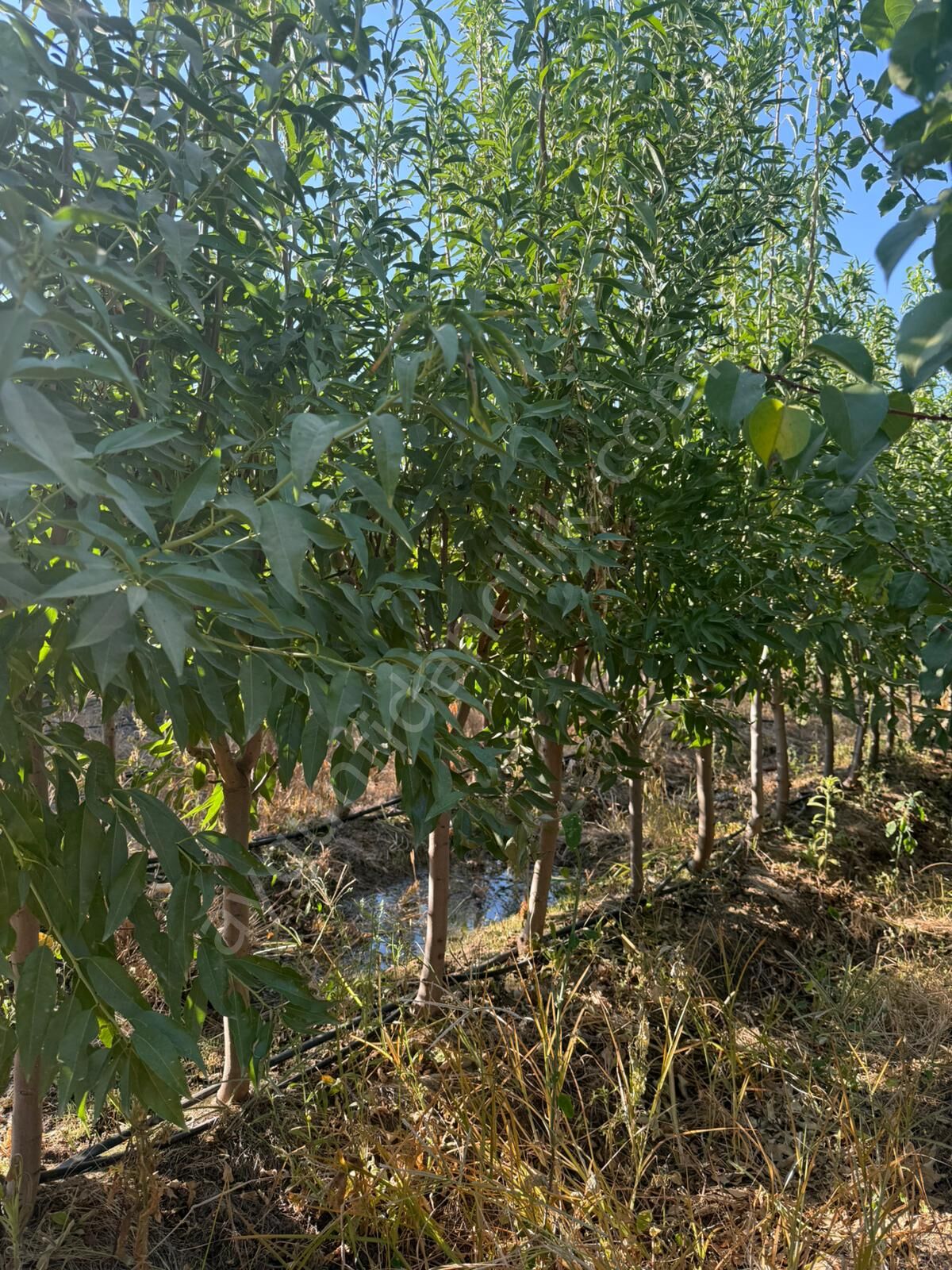 Yetişkin Laurenne Badem Fidanı