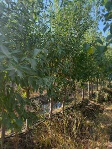 Yetişkin Laurenne Badem Fidanı