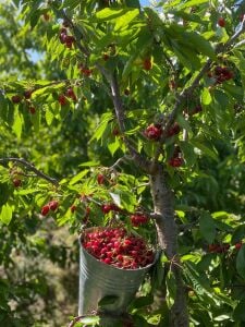 Salihli Kiraz Fidanı
