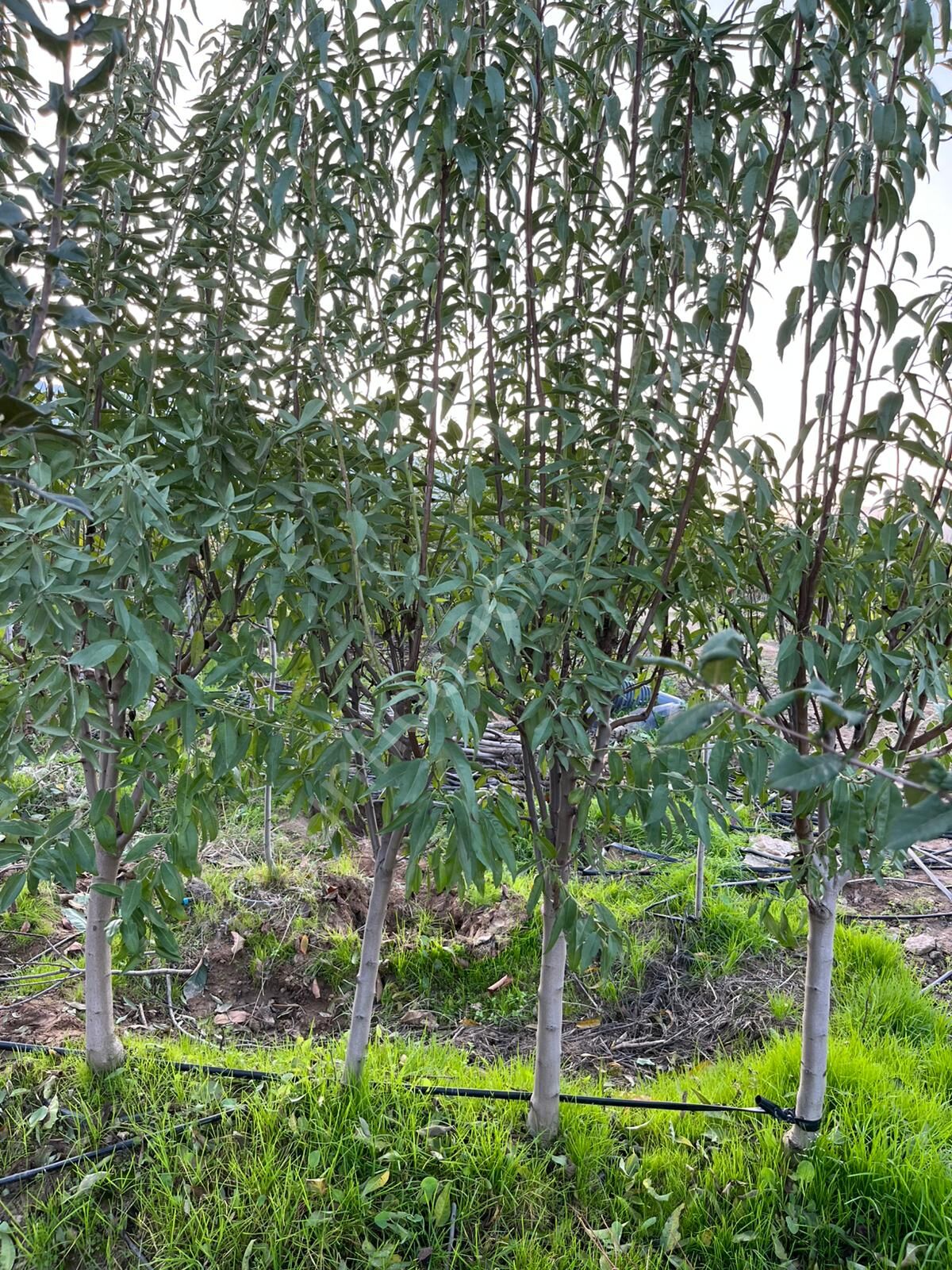 Yetişkin Çağla Badem Fidanı