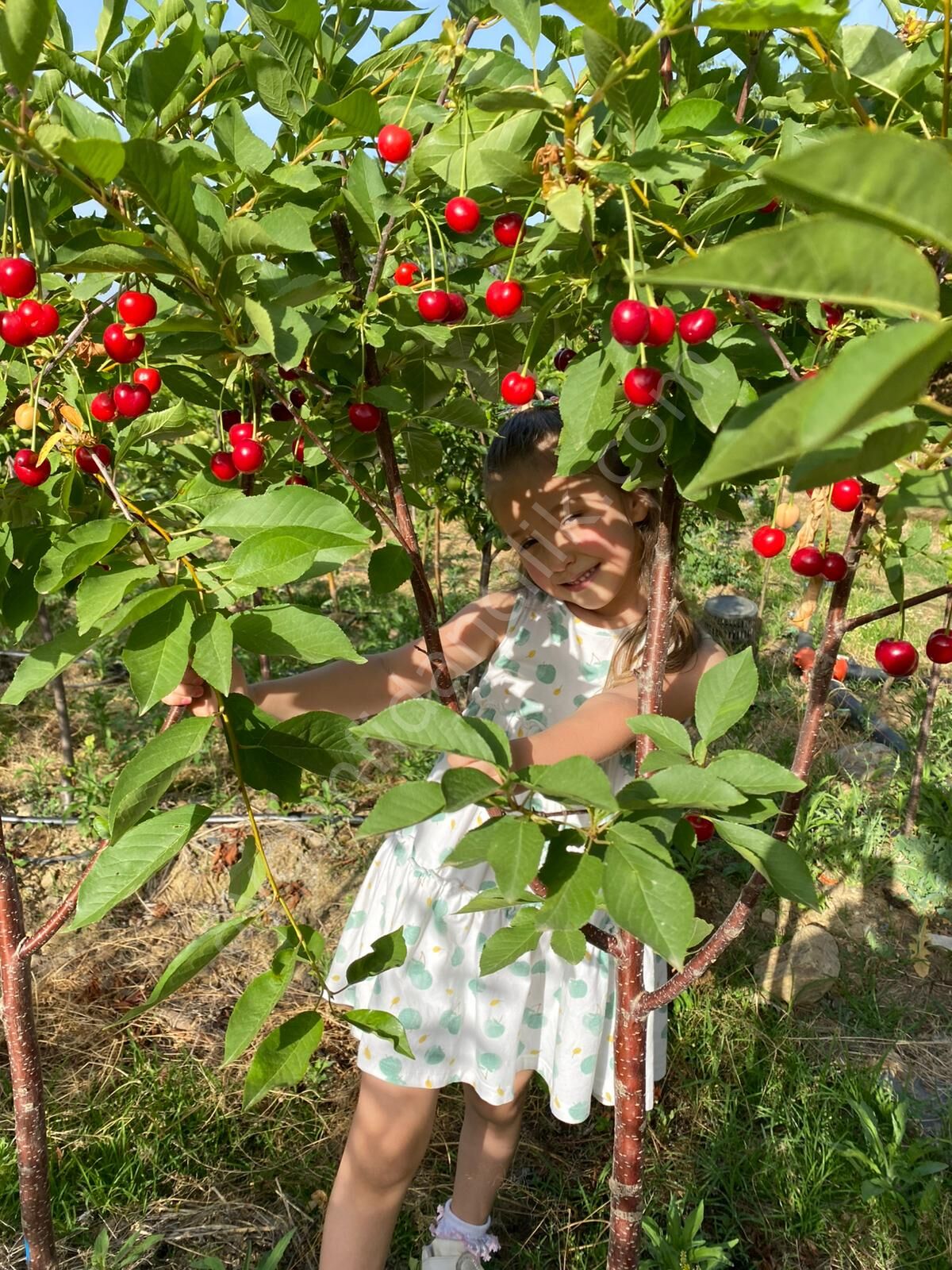 Afyon Vişne Fidanı
