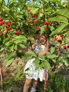 Afyon Vişne Fidanı