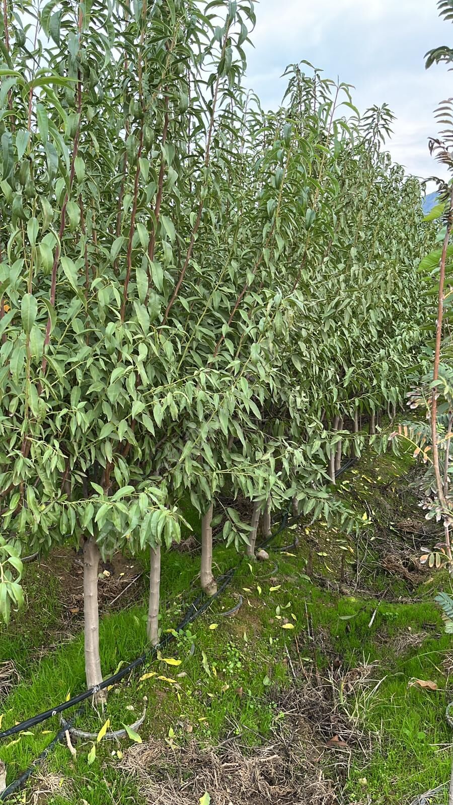 Yetişkin Nonpareil Badem Fidanı