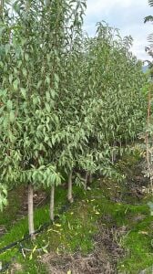 Yetişkin Nonpareil Badem Fidanı