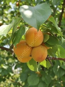 Hacıhaliloğlu Kayısı Fidanı