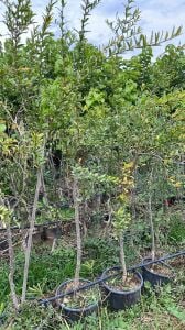 Yetişkin Deve Dişi Nar Fidanı